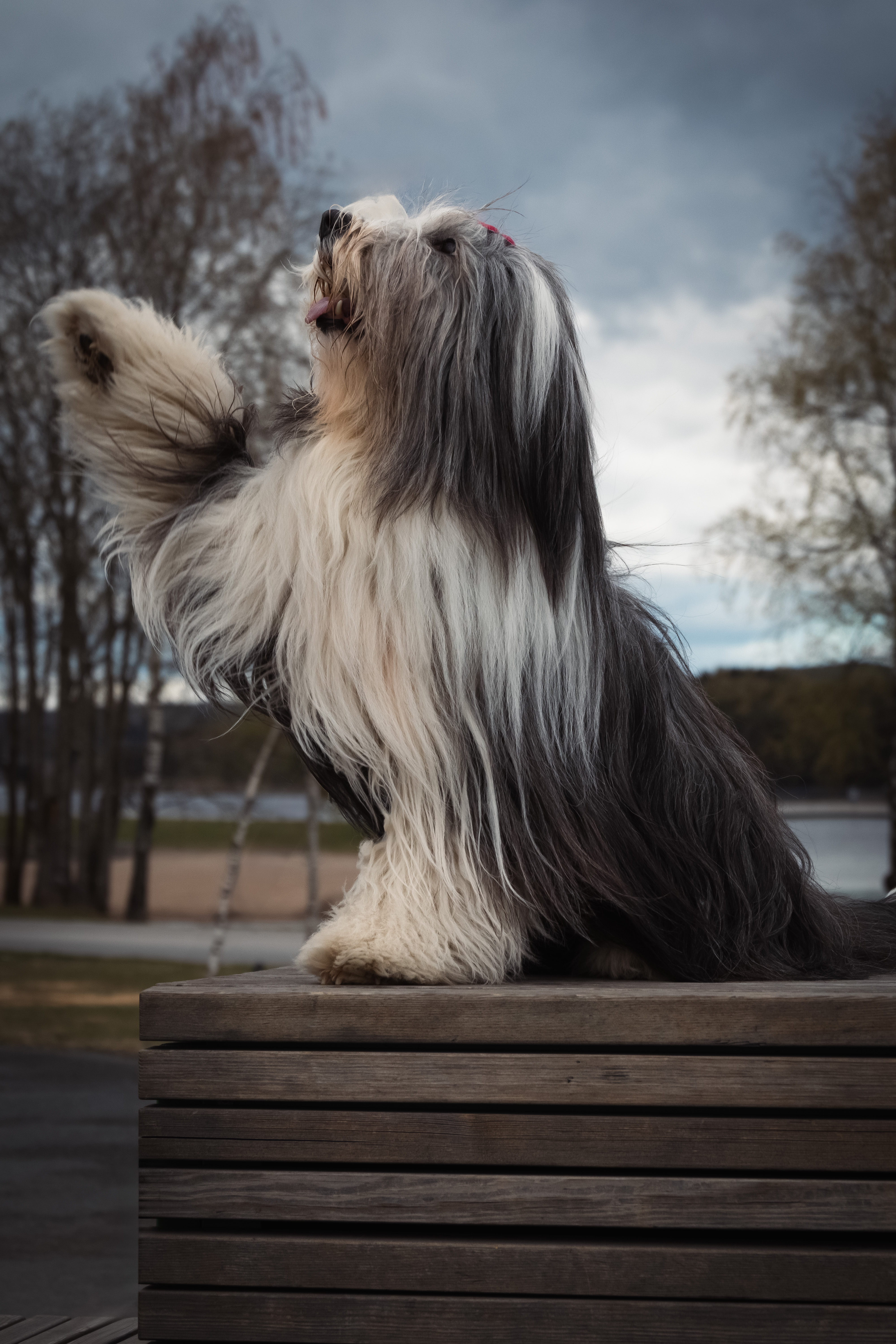 Hund fotografert utendørs i Ringsaker av Fotograf Spalder